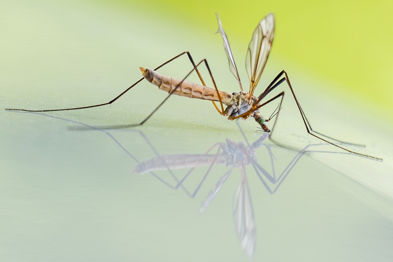 Disinfestazione zanzare e comportamenti per prevenire la diffusione delle malattie trasmesse da insetti