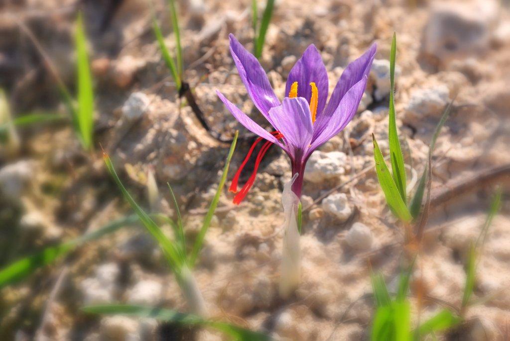 fiori zafferano