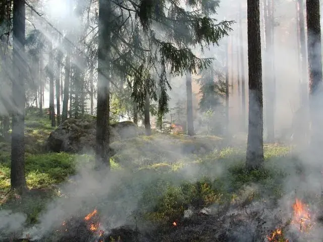 Periodo rischio incendi boschivi - Dal 1^ luglio divieto di abbruciamento di residui vegetali