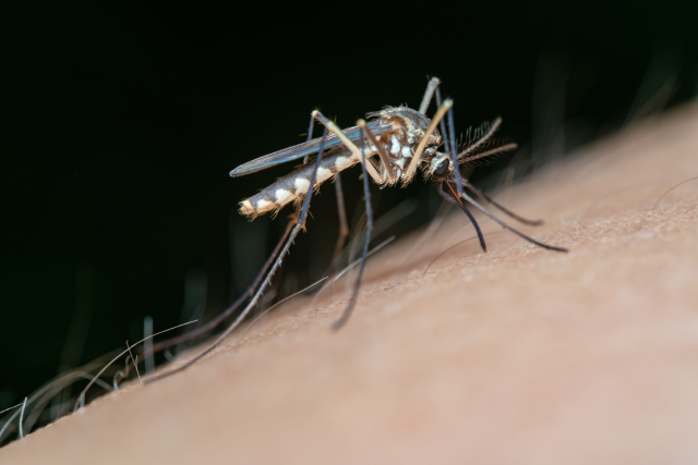 ORDINANZA ZANZARE: Comportamenti per prevenire la diffusione delle malattie trasmesse da insetti 